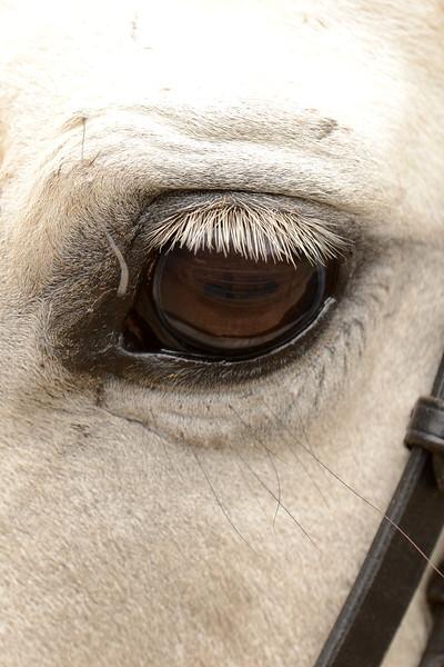 Cecil and his soft eye. (Square Peg Foundation/Robyn Peters Photography )